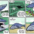 Oh Whales