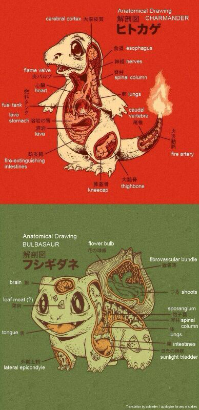 anatomie pokemon - meme