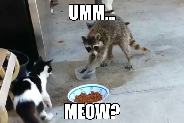 raccoon meme meow