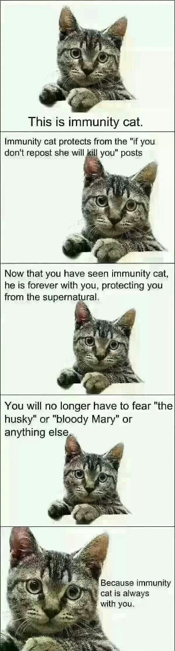 Immunity cat - meme