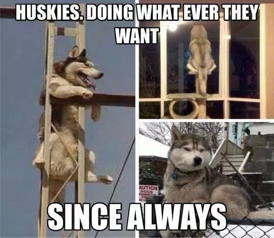 Them Huskies - meme