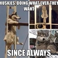 Them Huskies
