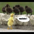 Raciste