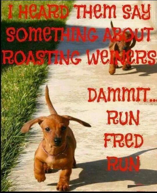 Wiener Dogs - meme
