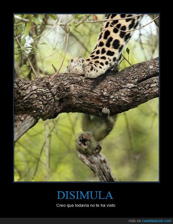 Disimula - meme