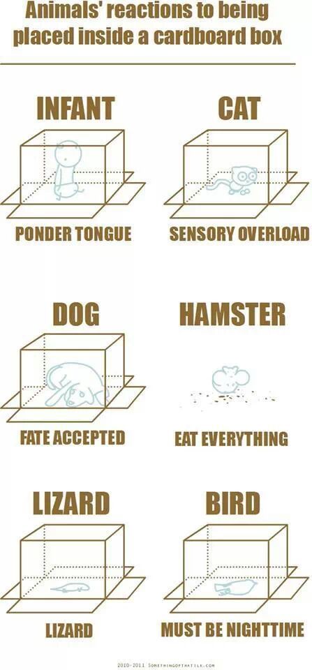 The hamster one is so my hamster XD - meme