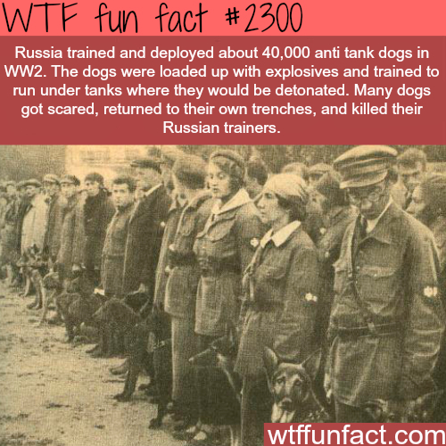 WW2 Fact! - meme