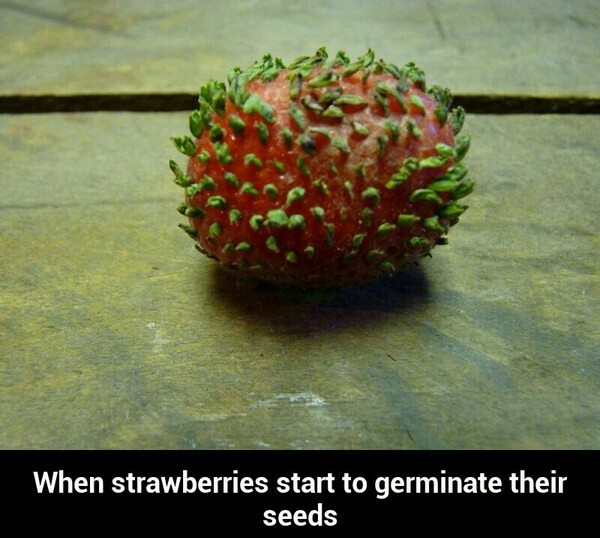 Strawberries germinating - meme
