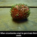 Strawberries germinating