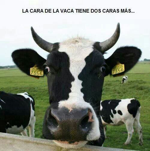 Vaca ! :3 - meme