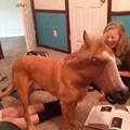 Horse dog