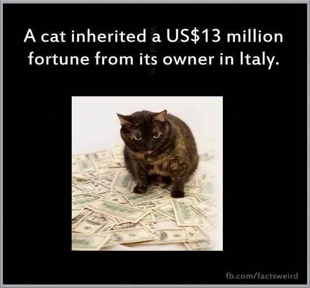 this cat is richer than me - meme