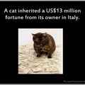 this cat is richer than me