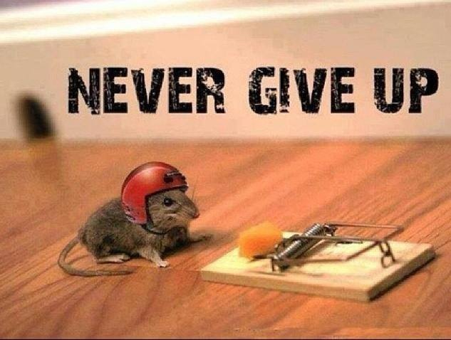 ''Never don't give up'' ... Saw this on a fail tattoo once. - meme