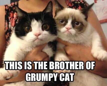 Grumpy Bros - meme