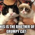 Grumpy Bros
