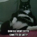 Le chat cool