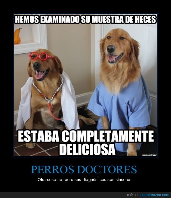 perros doctores - meme