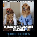 perros doctores