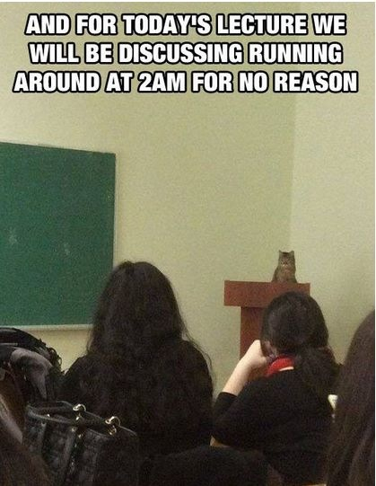 Cat lecture of the day - meme