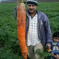 super carrot