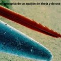 microscopico