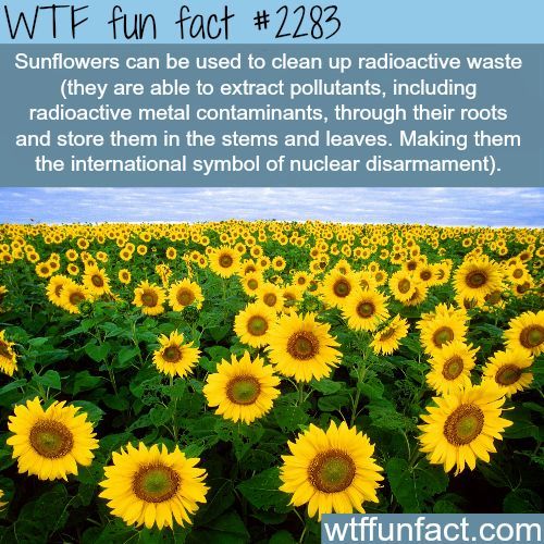 Why dont they just plant loads of sunflowers in Chernobyl?? - meme