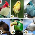 elvalen5(canal de youtube)patrocina estos angry birds