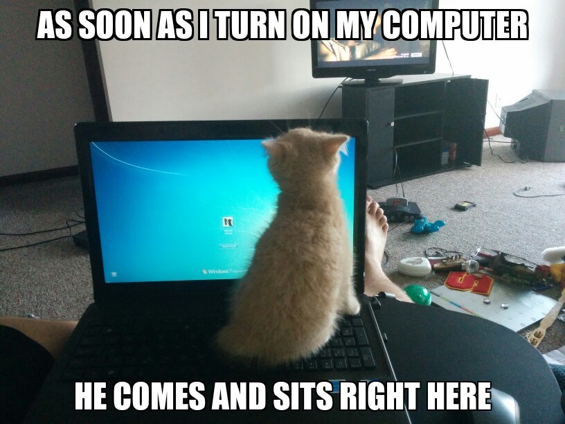 kitty loves computer - meme