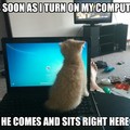 kitty loves computer