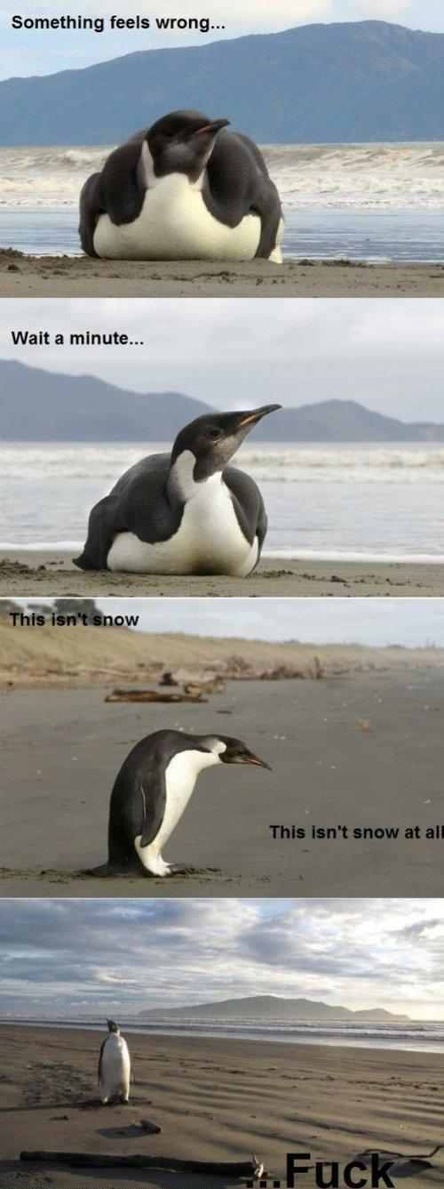 furry penguin - meme