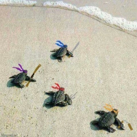 le tartarughe ninja - meme