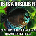 tropical fish are my addiction