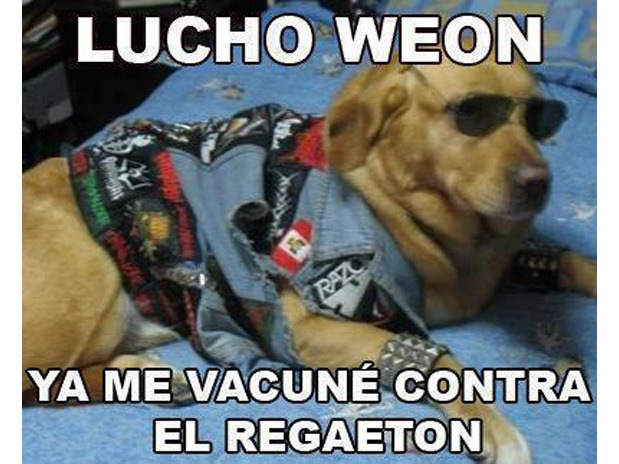 vacunas antiregueton para perros - meme