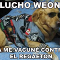 vacunas antiregueton para perros