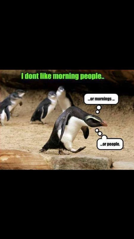 Grumpy penguin - meme