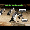 Grumpy penguin
