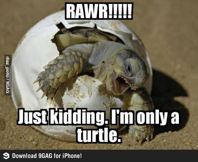 cute little turtle c: - meme