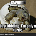 cute little turtle c: