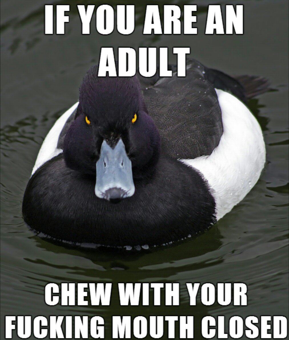 angry duck is angry - meme