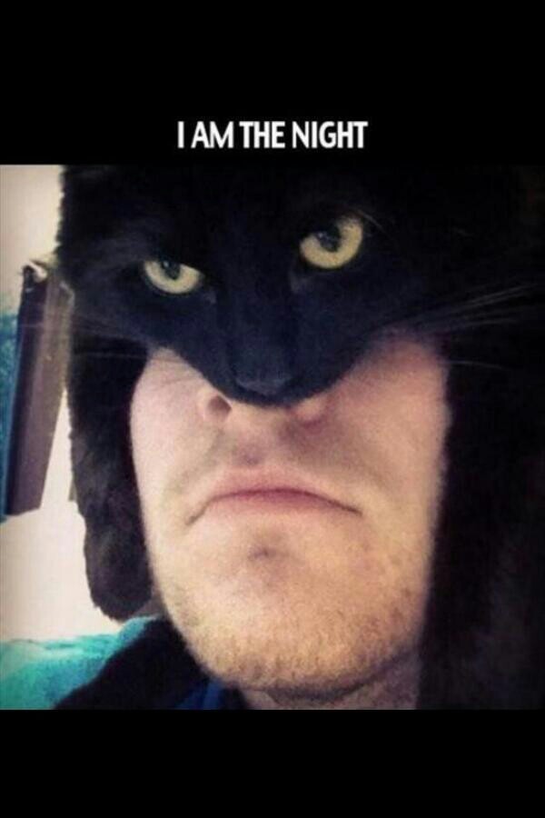 Catman - meme