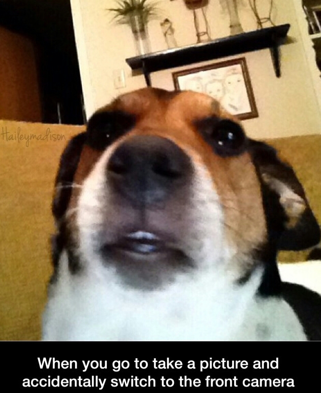 but first let me take a selfie dog