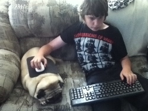 this pug is a really gamer - meme