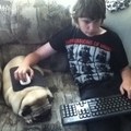 this pug is a really gamer