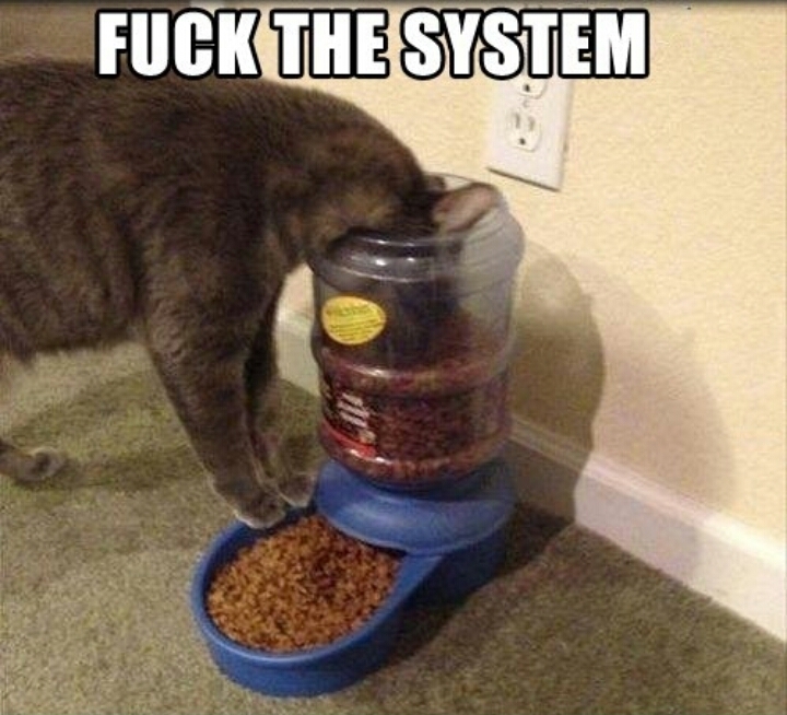 fuck the system - meme
