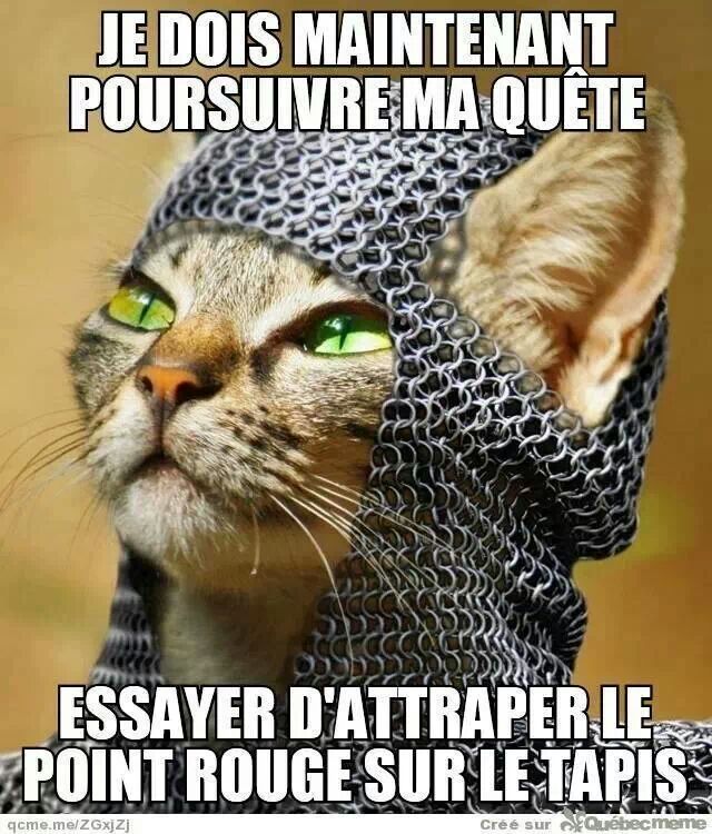 Chevalier. Chat - meme