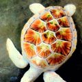 Albino turtle :3