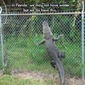 Welcome to Florida!! Where we don't use blinkers and the gators can climb fences!
