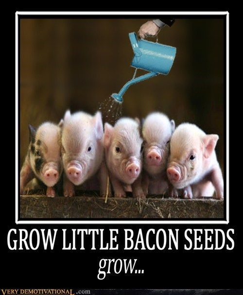 Googled bacon seeds. I was not disappointed - meme