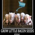 Googled bacon seeds. I was not disappointed